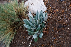 Senecio roseus