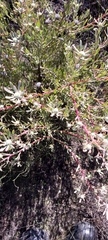 Leucadendron cinereum