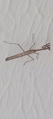Mantodea