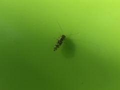 Graphopsocus cruciatus