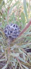 Leucadendron cinereum