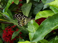 Papilio demoleus malayanus