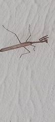Mantodea