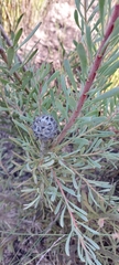 Leucadendron cinereum