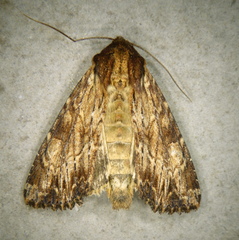 Apamea lignicolora