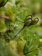 Hymenophyllum armstrongii