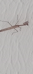 Mantodea