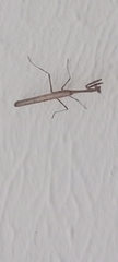 Mantodea