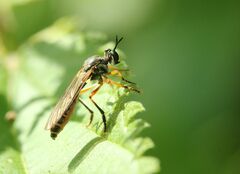 Dioctria hyalipennis