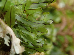 Hymenophyllum armstrongii