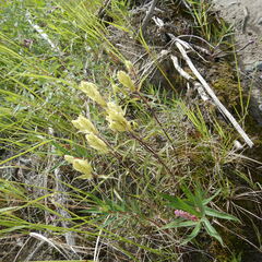Castilleja pallida yukonis