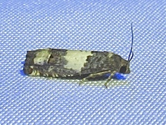Epiblema benignata