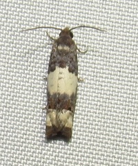 Epiblema benignata