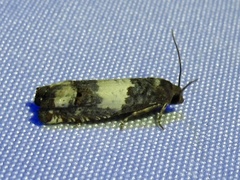 Epiblema benignata