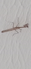 Mantodea