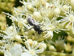 Hylaeus signatus