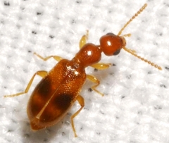 Vacusus vicinus