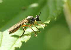 Dioctria hyalipennis