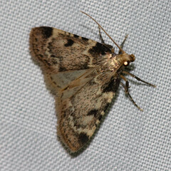 Aglossa costiferalis