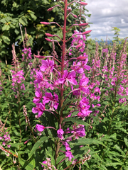 Chamaenerion angustifolium
