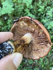 Boletus rubriceps