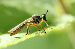 Dioctria hyalipennis