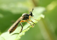 Dioctria hyalipennis