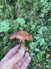 Boletus rubriceps