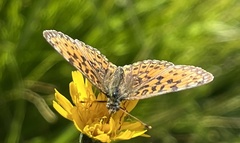 Boloria selene