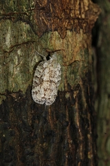 Flatoidinus punctatus