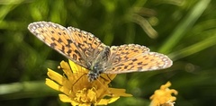Boloria selene