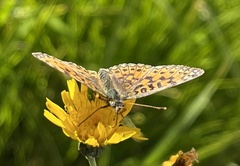 Boloria selene