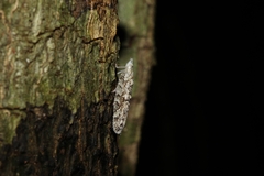 Flatoidinus punctatus