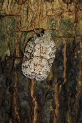 Flatoidinus punctatus