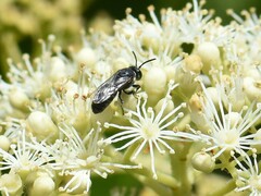 Hylaeus signatus