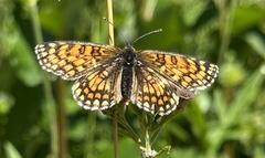 Melitaea athalia