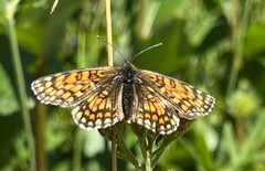 Melitaea athalia