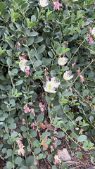 Capparis spinosa