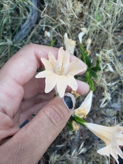 Diplacus grandiflorus