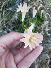 Diplacus grandiflorus