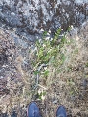 Diplacus grandiflorus