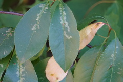 Corythucha associata