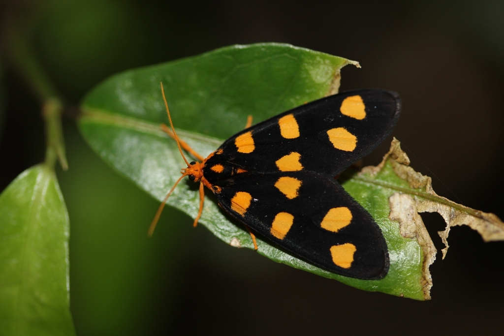 Dubianaclia quinquemacula
