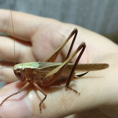 Platycleis albopunctata