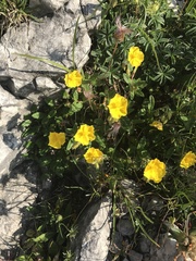 Helianthemum oelandicum