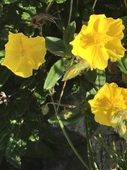 Helianthemum oelandicum