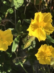 Helianthemum oelandicum