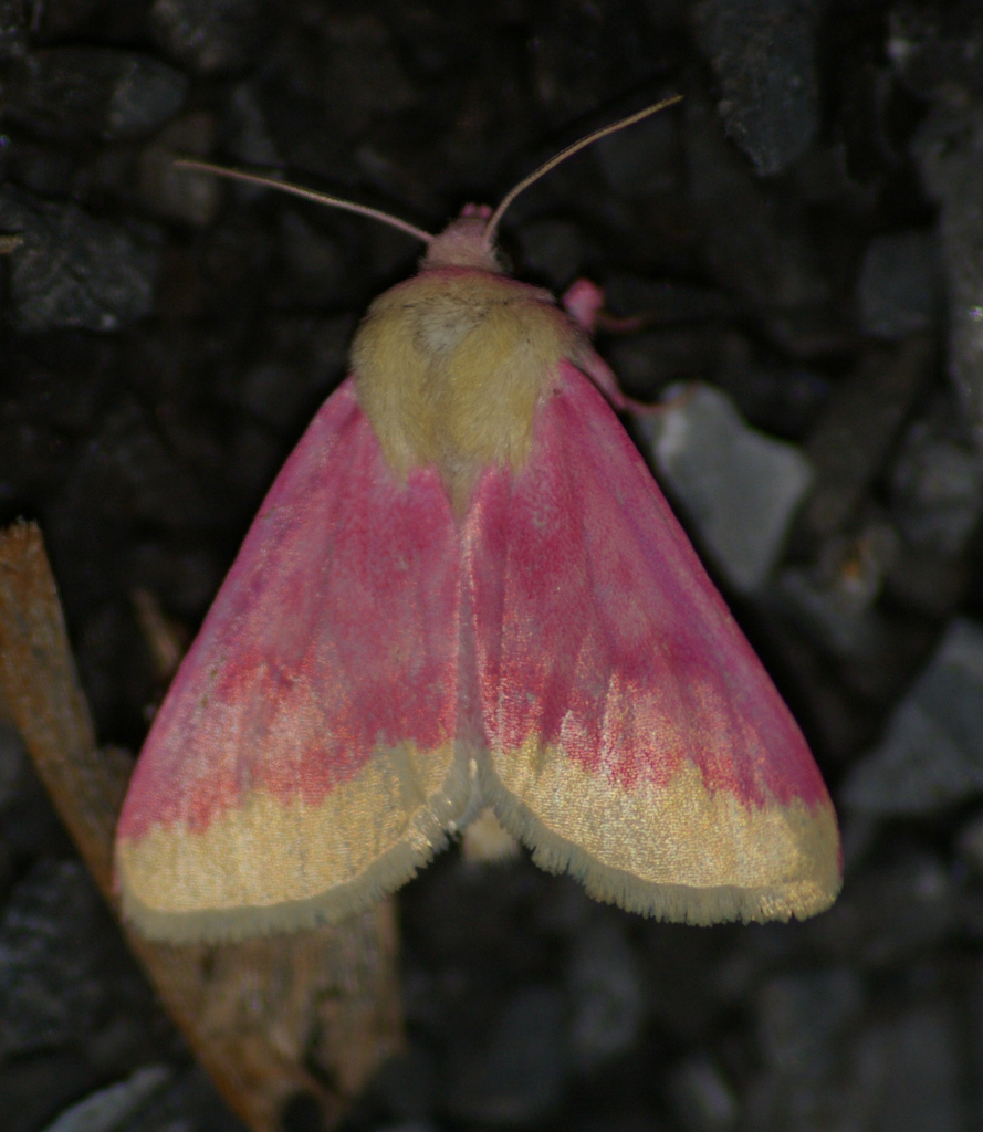 Primrose Moth (Lepidoptera butterflies, skippers and some moths of the