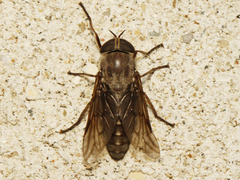 Tabanus catenatus