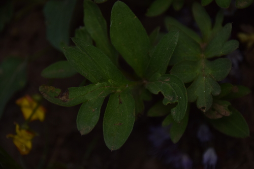 Image of Hydrophyllum alpestre by (c) Mitch Van Dyke, some rights reserved (CC BY)